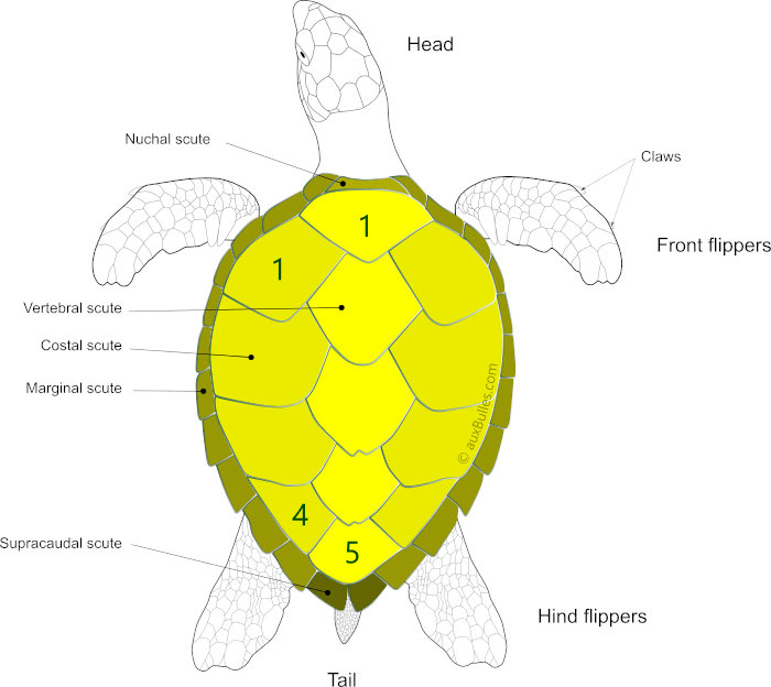Carapace scutes of a hawksbill sea turtle (Eretmochelys imbricata)