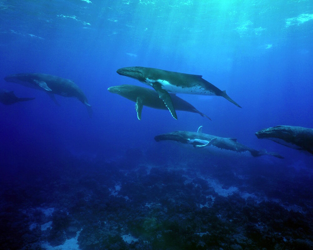 Un groupe de baleines à bosse (Megaptera novaeangliae) au large des côtes de l'île de Rurutu, en Polynésie