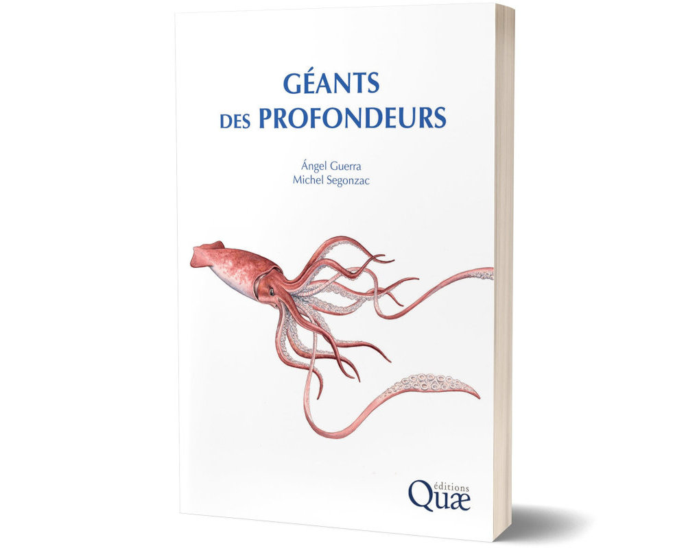 En librairie à compter du 5 septembre 2024, le guide de voyage « Explorez les Caraïbes » aux éditions Ulysse vous offre à travers ses 208 pages et ses 30 cartes une évasion tropicale avec 28 petits paradis où vivre des expériences inoubliables et 16 palmarès thématiques pour le meilleur des Caraïbes !