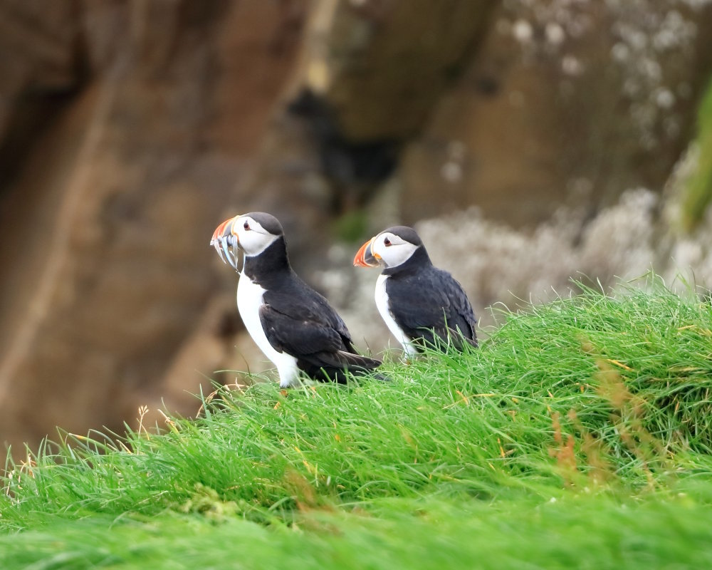 Two Atlantic puffins on Mykines island in the Faroe islands, each holding a fish in its beak