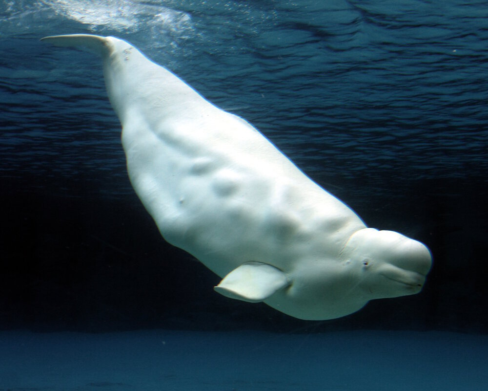 Le bélouga ou baleine blanche (Delphinapterus leucas)