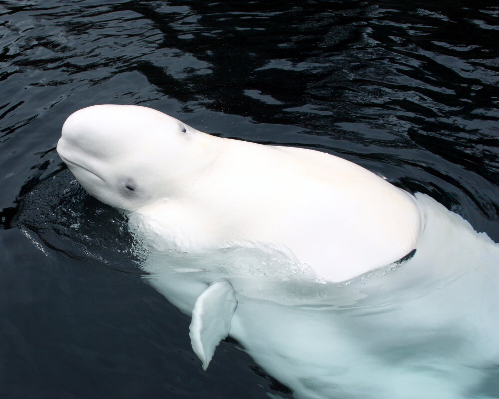 Le bélouga ou baleine blanche (Delphinapterus leucas)