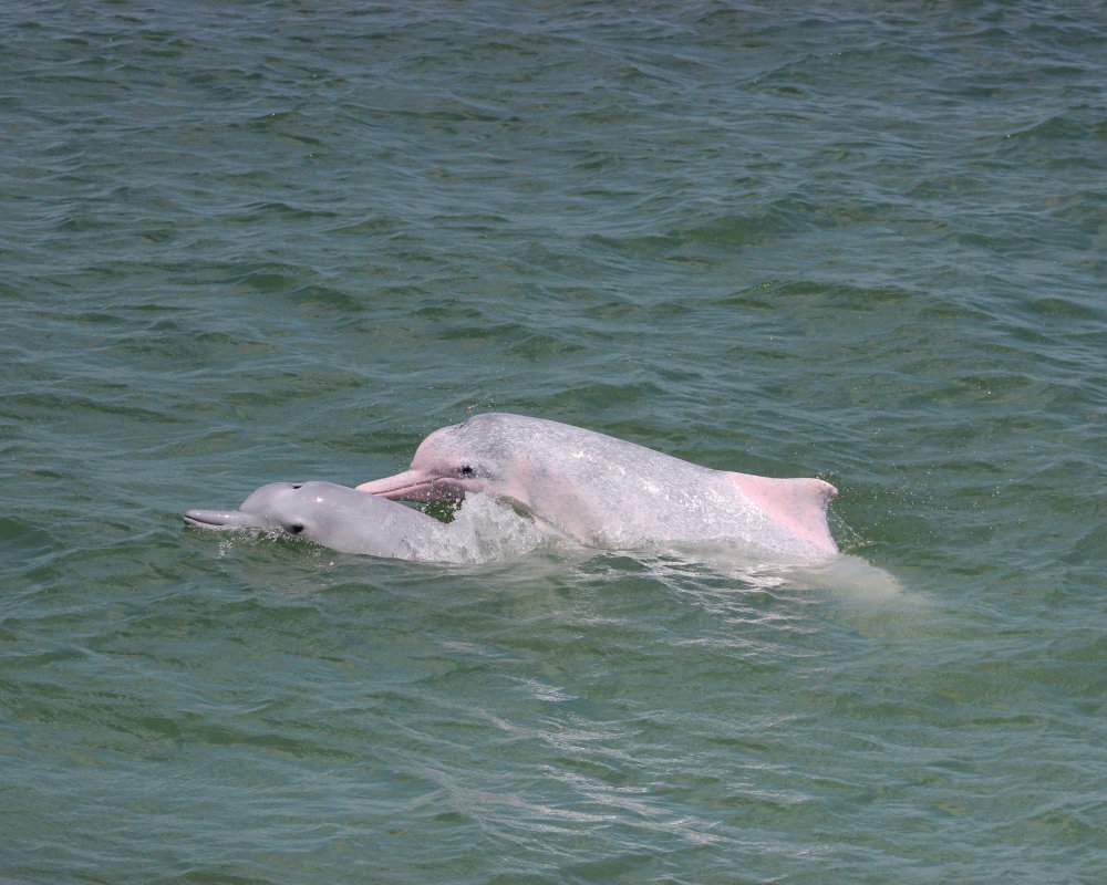 The indo-pacific humpback dolphin (Sousa chinensis)