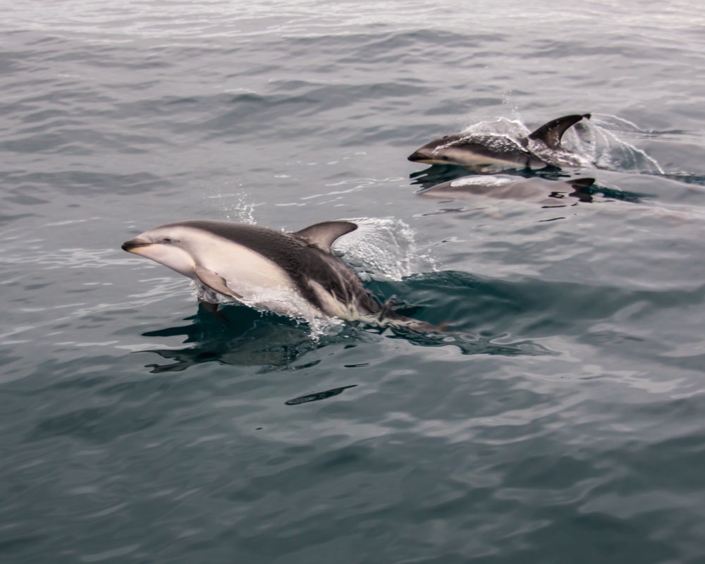 Le dauphin à flancs blancs du Pacifique (Sagmatias obliquidens)
