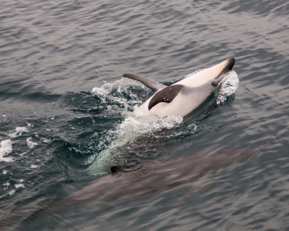Le dauphin à flancs blancs du Pacifique (Sagmatias obliquidens)