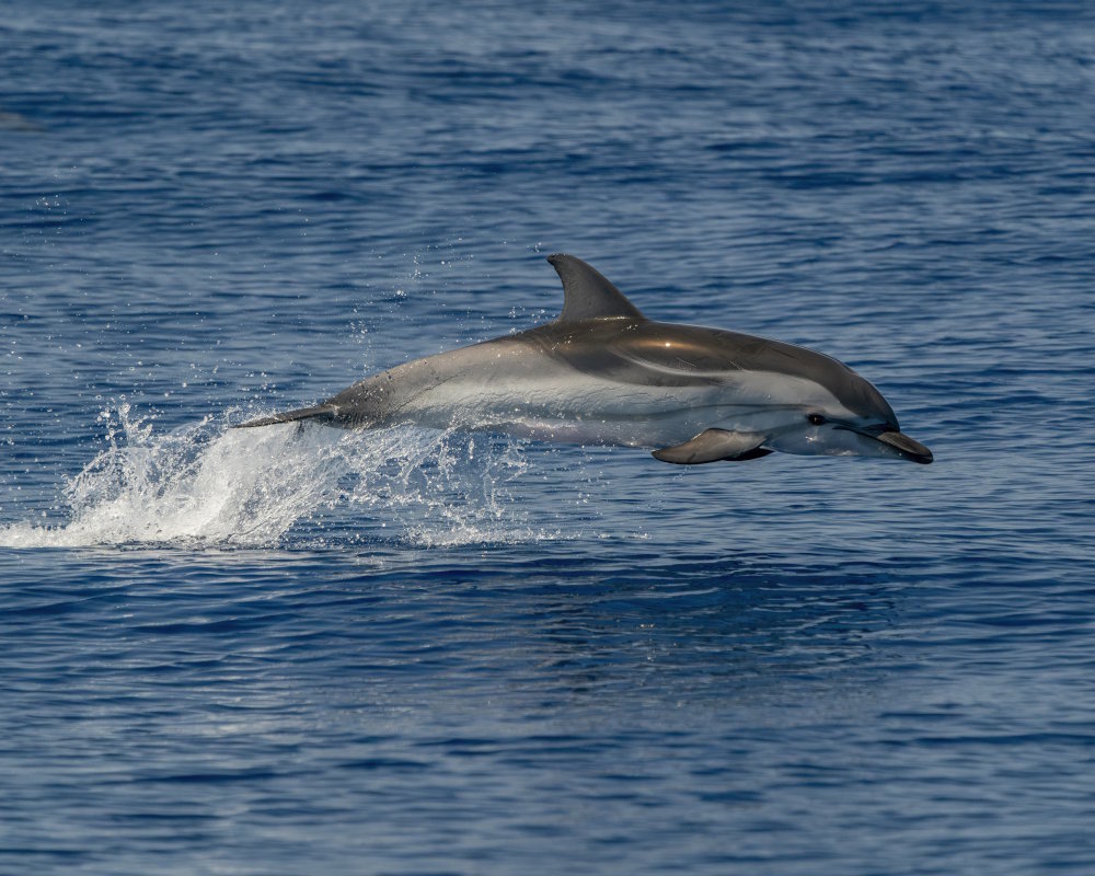 Le dauphin bleu et blanc (Stenella coeruleoalba)