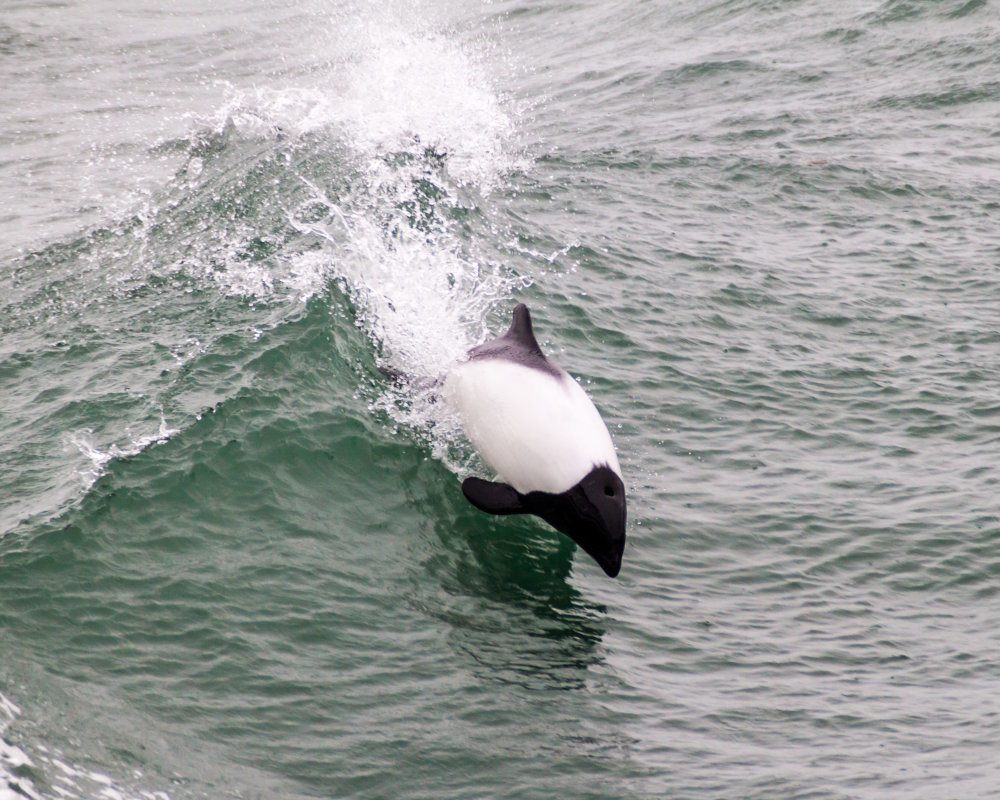 Le dauphin de Commerson (Cephalorhynchus commersonii)