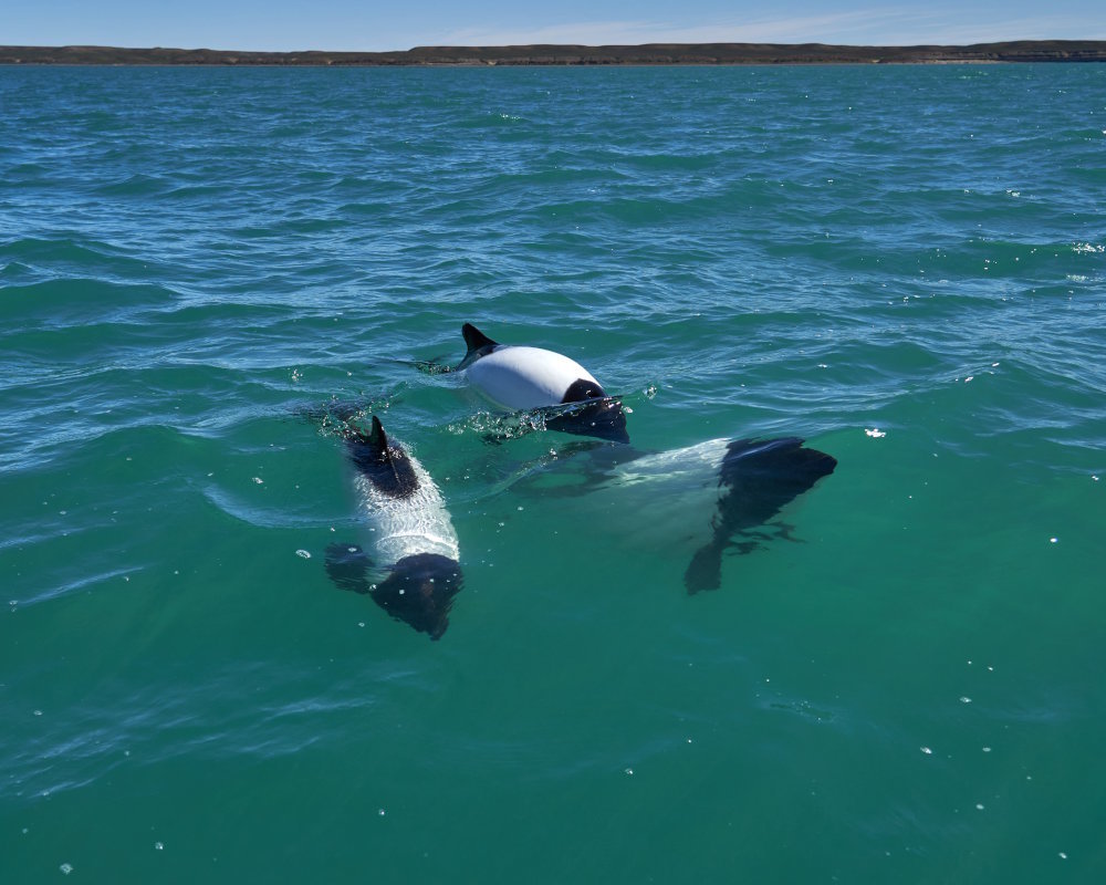 Le dauphin de Commerson (Cephalorhynchus commersonii)
