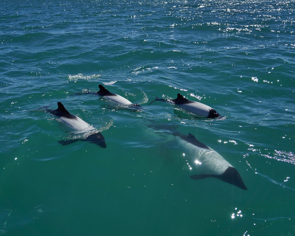 Le dauphin de Commerson (Cephalorhynchus commersonii)