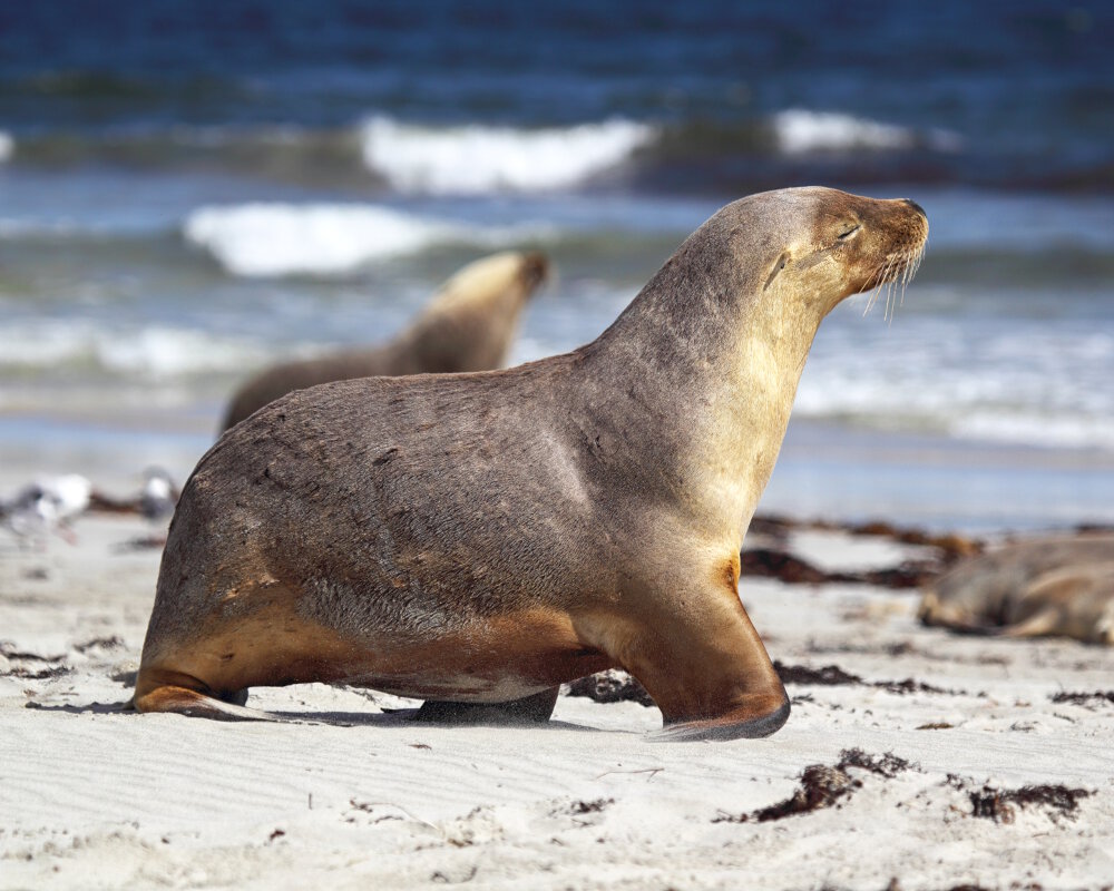 Le lion de mer australien (Neophoca cinerea)