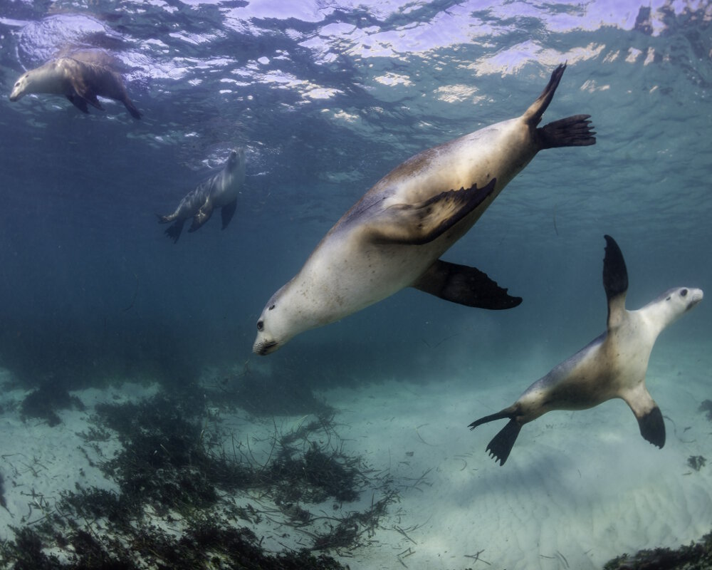 Le lion de mer australien (Neophoca cinerea)