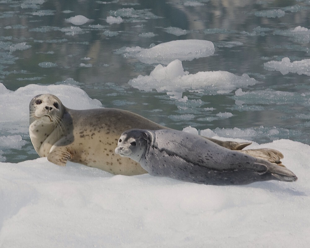 Vie Marine, , Le Phoque Commun