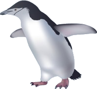 The chinstrap penguin (Pygoscelis antarcticus)