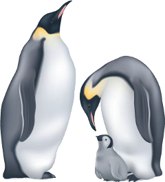 The emperor penguin (Aptenodytes forsteri)