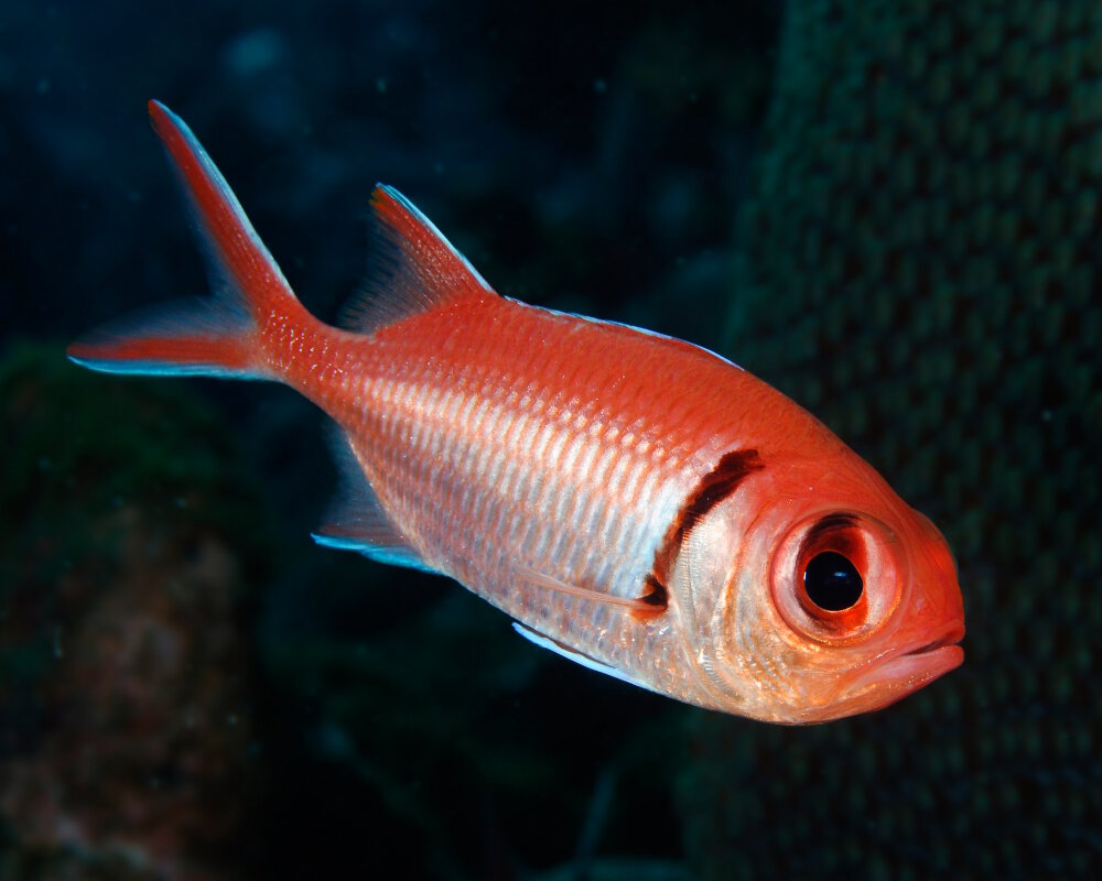 The blackbar soldierfish (Myripristis jacobus)