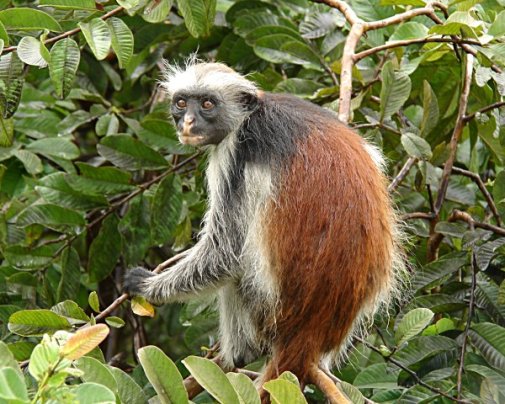 Le singe colobe rouge est un singe endémique de Zanzibar Le singe colobe rouge est un singe endémique de Zanzibar