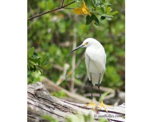 The snowy egret (Egretta thula) in the Ding Darling National Wildlife Refuge The snowy egret (Egretta thula) in the Ding Darling National Wildlife Refuge