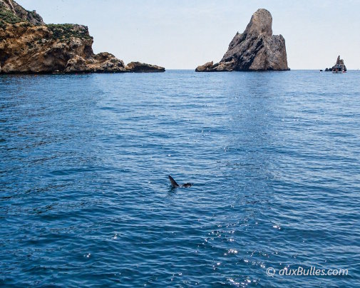 A sunfish, recognizable by its distinctive dorsal fin, swims at the surface of the protected waters of the Medes islands to warm up
