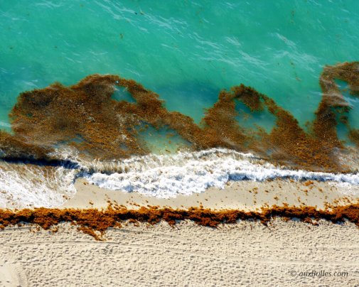 Une invasion d'algues brunes sur les plages de la Floride