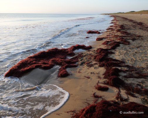 Des algues rouges échouées sur les plages vendéennes suite au passage d'une tempête