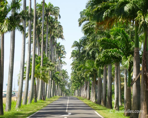 L'Allée Dumanoir offre une majestueuse perspective bordée de palmiers royaux et constitue un site emblématique de la Guadeloupe