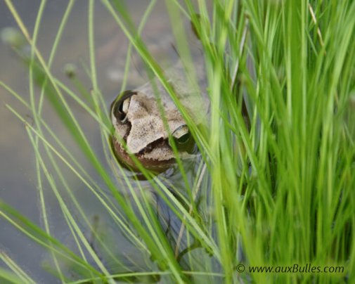 Les amphibiens avec la grenouille brune