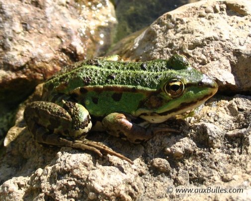 Les amphibiens avec la grenouille verte