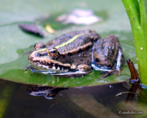 La grenouille verte est une grenouille de taille modeste avec un corps trappu et une tête pointue.