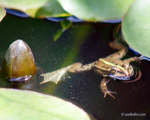 La grenouille verte vit dans des milieux aquatiques dont les eaux sont stagnantes comme des mares peu profondes, des étangs ou marais.