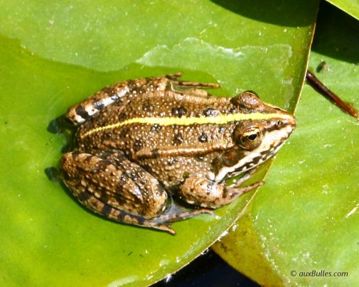 La couleur dominante de la grenouille verte est verdâtre avec des marbrures brunâtres plus foncées et une ligne verte plus claire caractéristique qui parcourt l'ensemble de son dos.