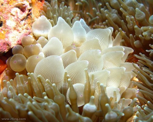 A representative of the anthozoans: the bubble anemone !
