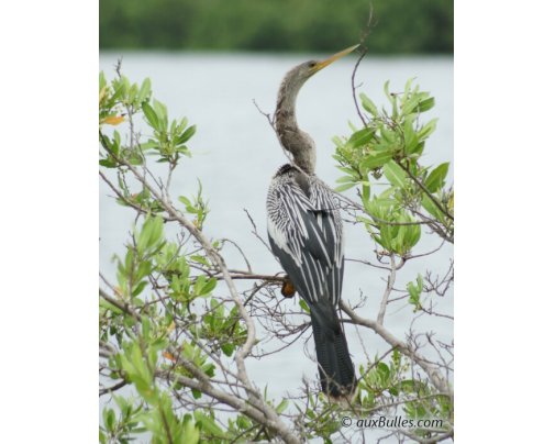 The American anhinga (Anhinga anhinga) in Ding Darling National Park The American anhinga (Anhinga anhinga) in Ding Darling National Park