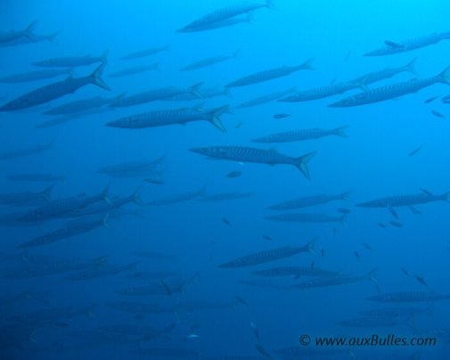 Un banc de barracudas en Méditerranée