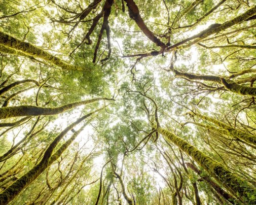 Forêt subtropicale humide ou 'laurisylve' du Parc National de Garajonay sur l'île de La Gomera parcourue par un sentier touristique pour randonneurs Forêt subtropicale humide ou 'laurisylve' du Parc National de Garajonay sur l'île de La Gomera parcourue par un sentier touristique pour randonneurs