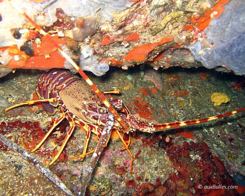 La langouste, un arthropode de la classe des crustacés
