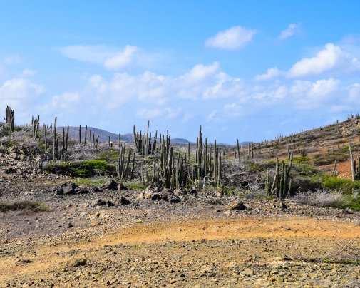 Paysage désertique emblématique avec ses cactus dans le parc national d'Arikok, sur l'île d'Aruba Paysage désertique emblématique avec ses cactus dans le parc national d'Arikok, sur l'île d'Aruba