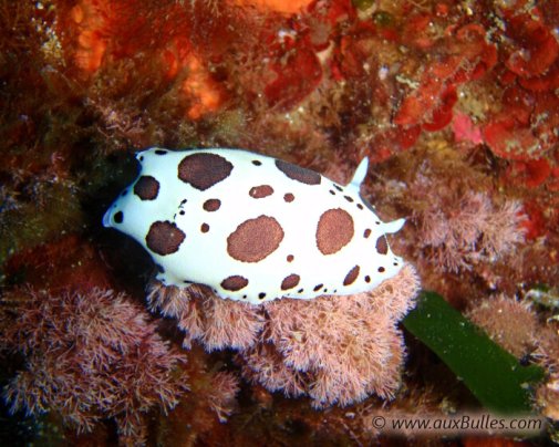 The dotted sea slug with its distinctive speckled pattern