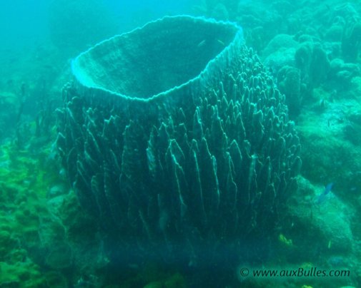 Une éponge en forme de tonneau Une éponge en forme de tonneau