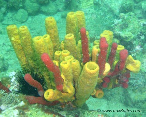 La grande famille des éponges avec l'éponge tube jaune !