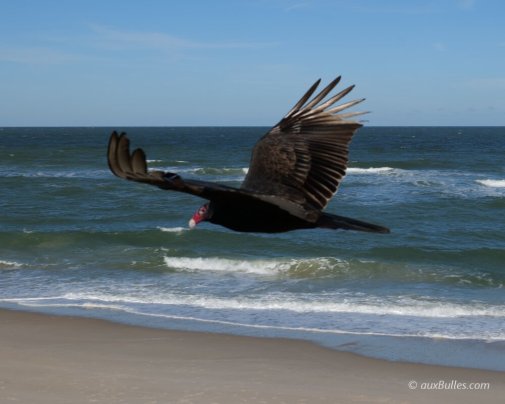A turkey vulture (Cathartes aura) soars over Playalinda Beach at Canaveral National Seashore