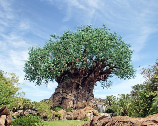 Disney's Animal Kingdom theme park in Orlando, Florida, takes you on a journey to the zoo !