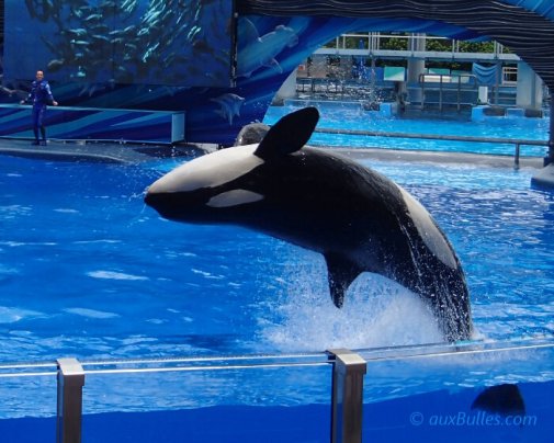 Sea World theme park takes you on a journey to explore the ocean world from various perspectives