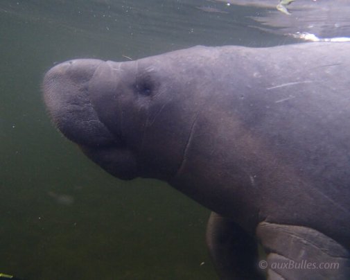 It is possible to observe manatees in their natural habitat and swim alongside them