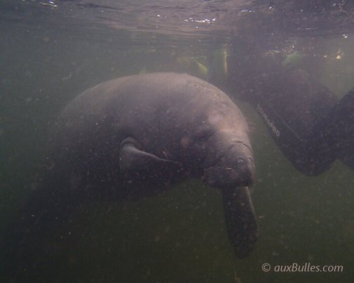 During the winter months, manatees migrate to the warm areas near the springs of Kings Bay