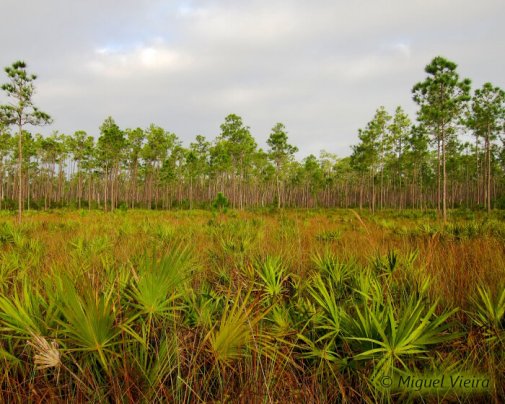 A pine forest stands in the background