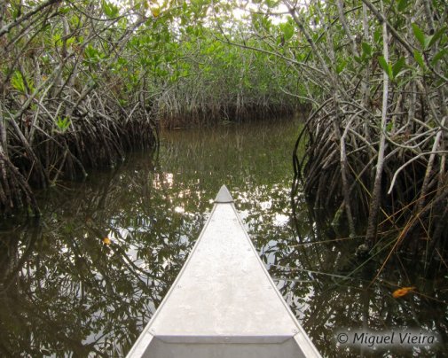 A true natural labyrinth among the mangroves: a canoe adventure !