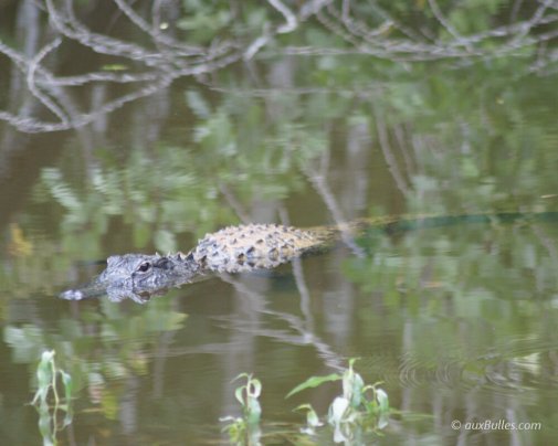 Une rencontre avec un habitant des Everglades, le crocodile américain !