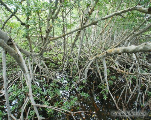 The mangrove seen from the inside, with the arching aerial roots of the red mangroves The mangrove seen from the inside, with the arching aerial roots of the red mangroves
