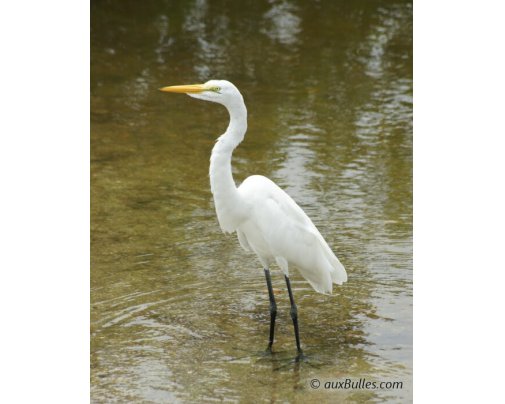 The great egret (Ardea alba) in the Ding Darling National Wildlife Refuge The great egret (Ardea alba) in the Ding Darling National Wildlife Refuge