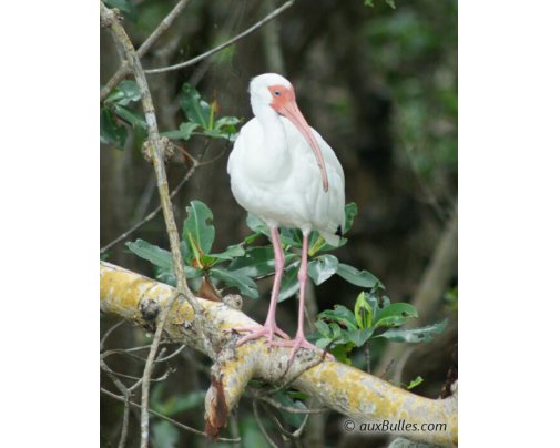 The white ibis (Eudocimus albus) in Ding Darling National Park The white ibis (Eudocimus albus) in Ding Darling National Park